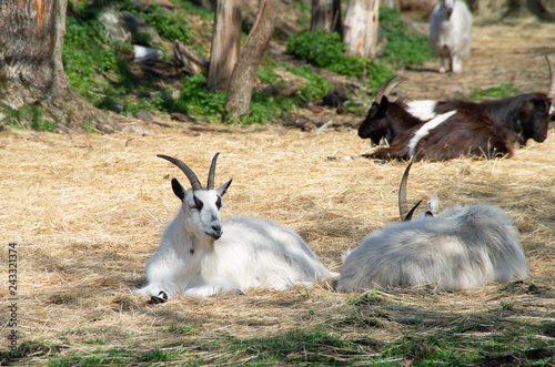 Two white goats laying in the foreground and two brown goats laying in the background on a bed of hay
