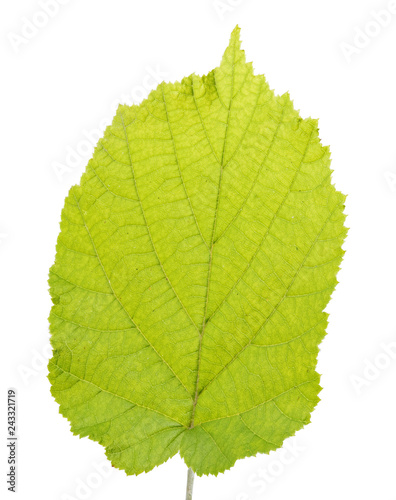 Green leaf of hazelnut  isolated on white background