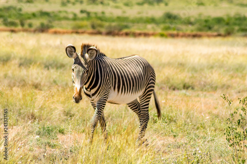 Isolated zebra walking in the savannah of Samburu Park