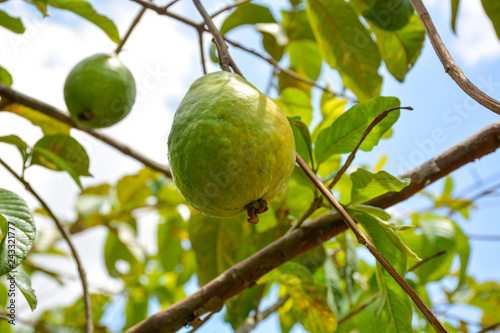 Green guava fruit hanging on tree in agriculture farm of Brazil in harvesting season