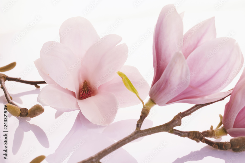 Obraz premium Delicate pink deciduous magnolia blossoms