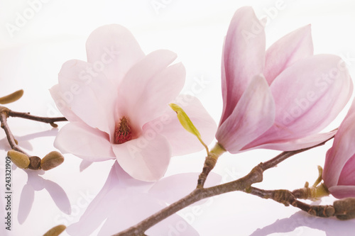 Delicate pink deciduous magnolia blossoms