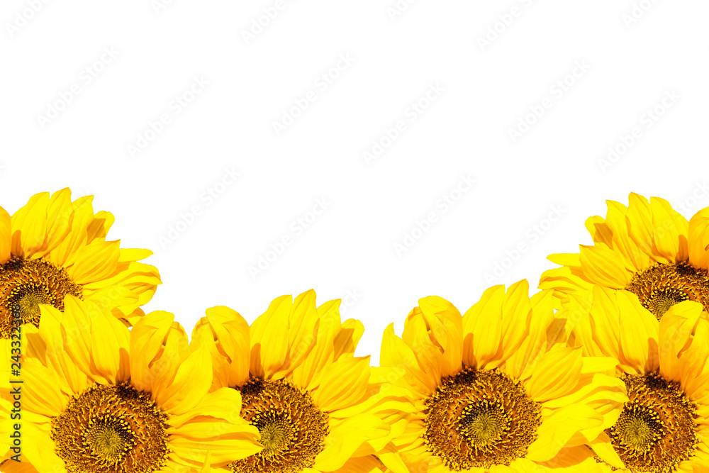 Obraz premium Blooming sunflowers on a white background. Isolated flowers