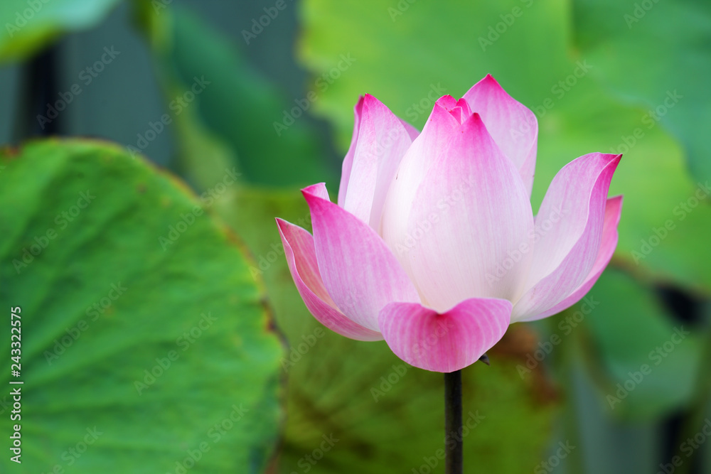 close up of beautiful lotus flower in pond close up of beautiful lotus flower in pond