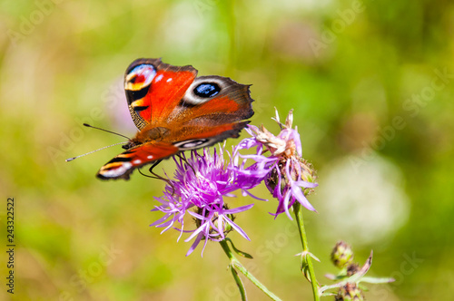 Aglais io or European peacock colorful butterfly sitting on violet blooming flower. This vibrant butterfly found in Europe and temperate Asia, the only member of the genus Inachis