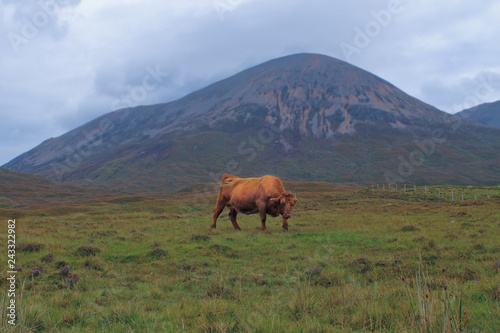 Highland cow on Skye