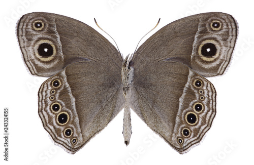 Butterfly Mycalesis intermedia (female) (underside) on a white background