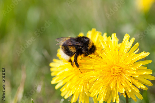 Bumble bee on dandelion at summer day close-up