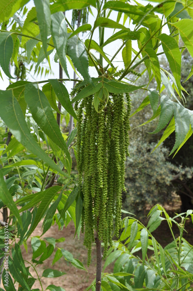 The beautiful Agricultural Land