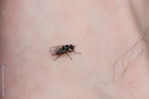 House fly on human skin close-up