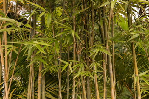 asia bamboo structure