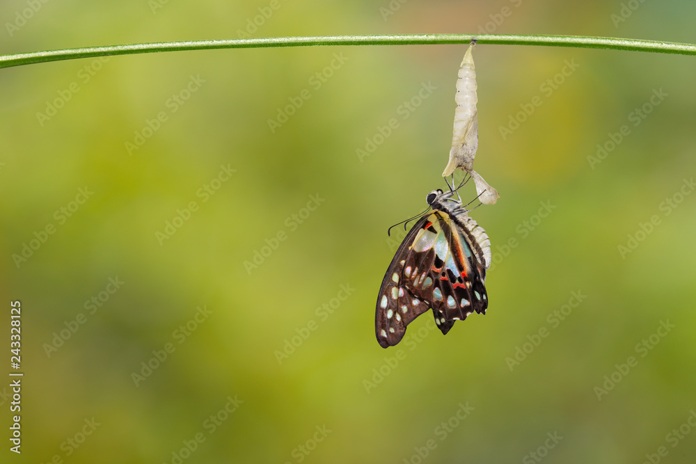 Fototapeta premium Emerged Common jay butterfly ( Graphium doson) with pupa and shell hanging on twig