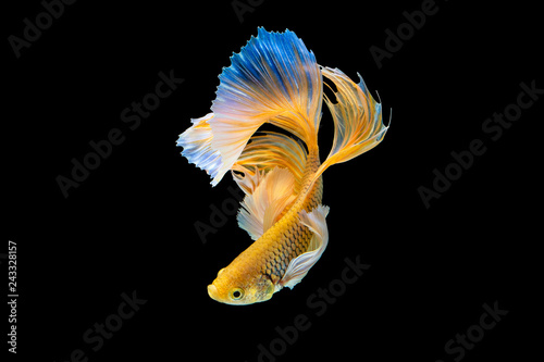 The moving moment beautiful of yellow siamese betta fish or half moon splendens fighting fish in thailand on black background. Thailand called Pla-kad or dumbo big ear fish. photo