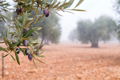 Detail of picual olives in a winter foggy day