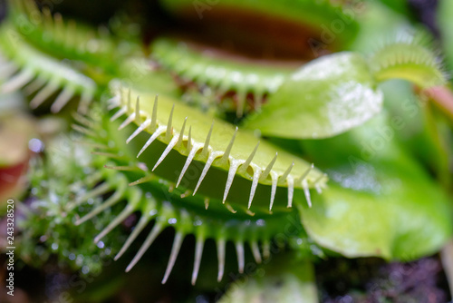 carnivorous predatory plant Venus flytrap - Dionaea muscipula.