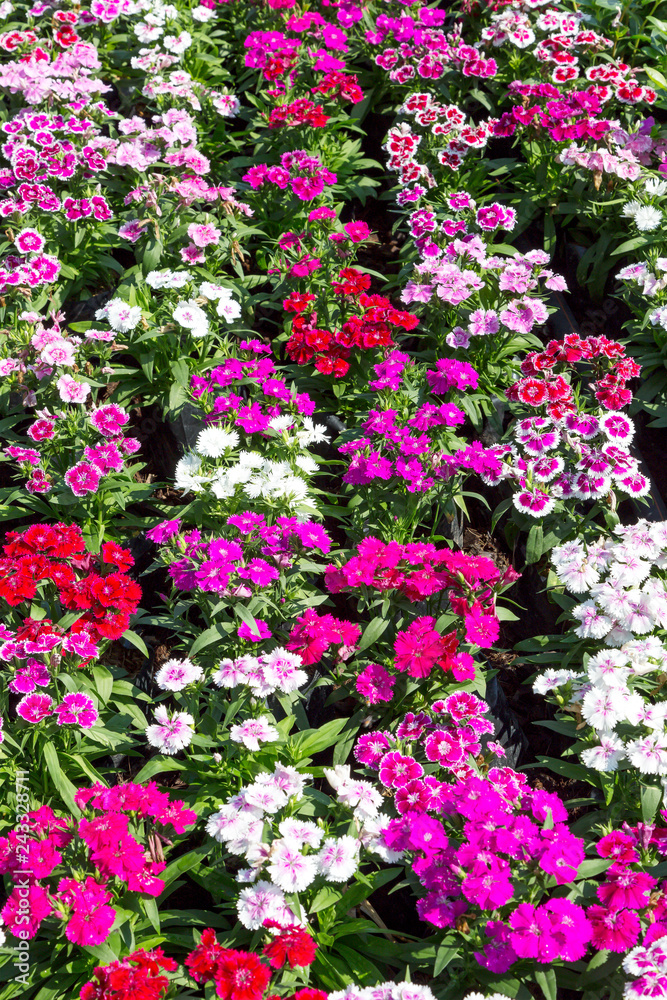 Fototapeta premium Close up beautiful Dianthus barbatus flower on garden