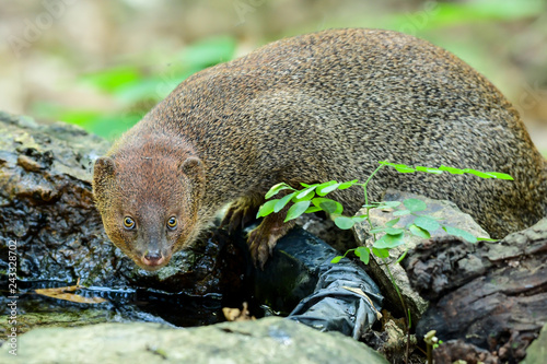 Close up face of small asian mongoose on the pond photo