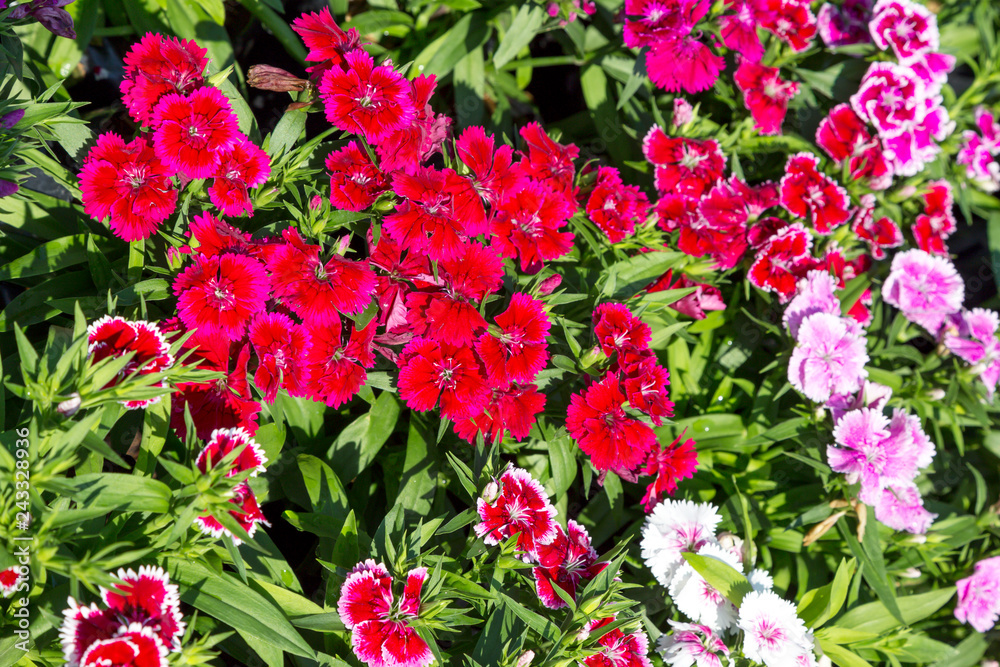 Close up beautiful Dianthus barbatus flower on garden Close up beautiful Dianthus barbatus flower on garden