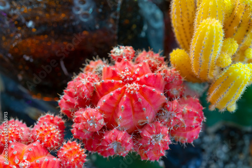 Prickly Cactus Plant.