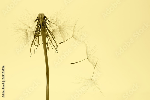 Fototapeta Naklejka Na Ścianę i Meble -  dandelion and its flying seeds on a yellow background