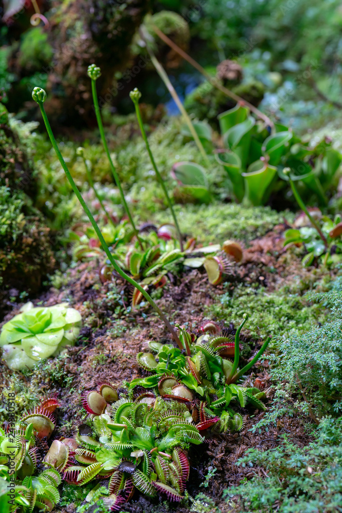 Obraz premium carnivorous predatory plant Venus flytrap - Dionaea muscipula.