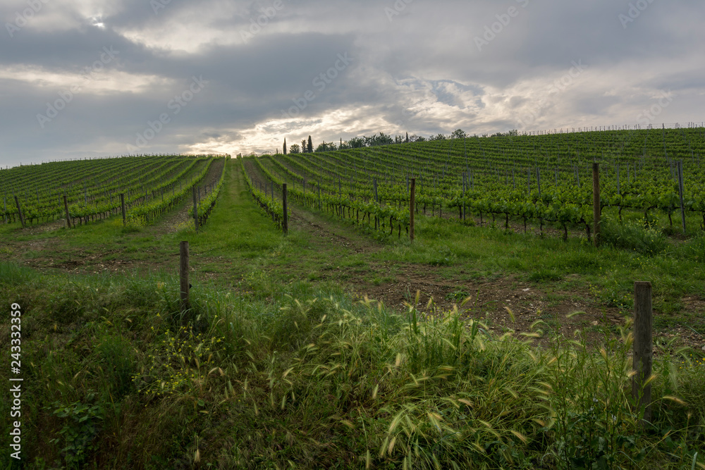 vineyard in chianti, italy