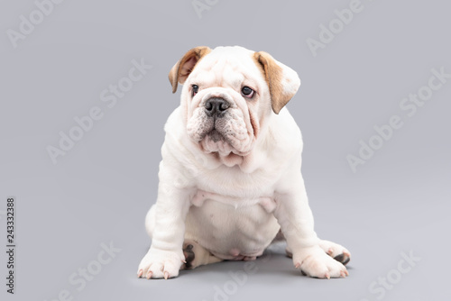  British Bulldog Puppy Photoshoot