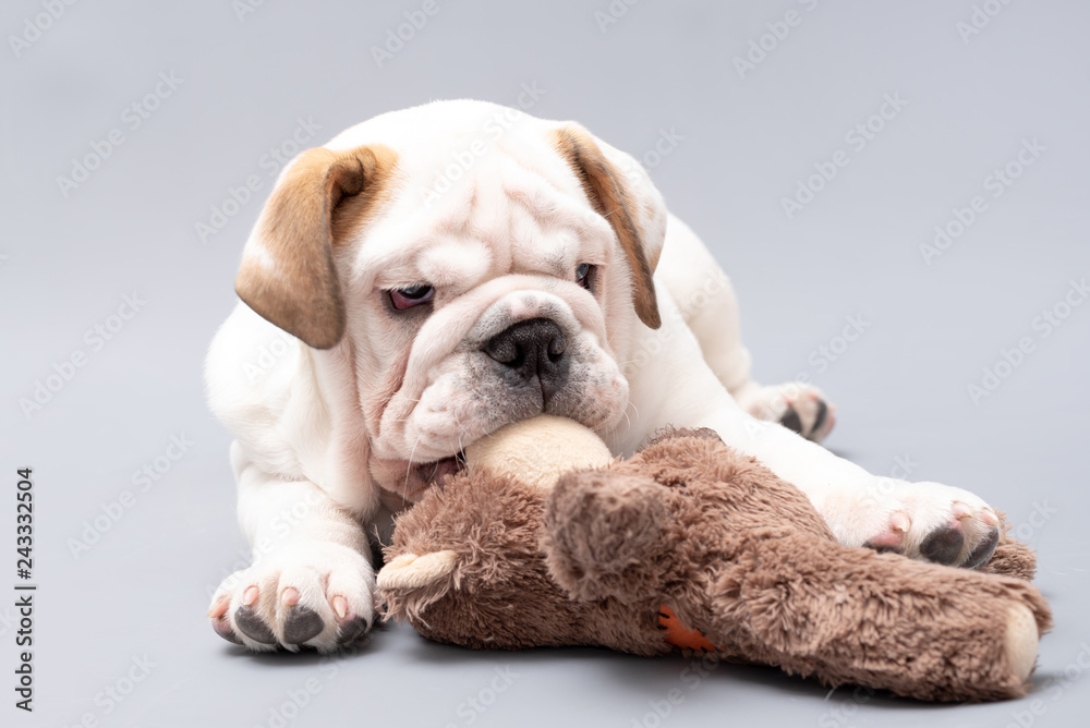  British Bulldog Puppy chewing his toy