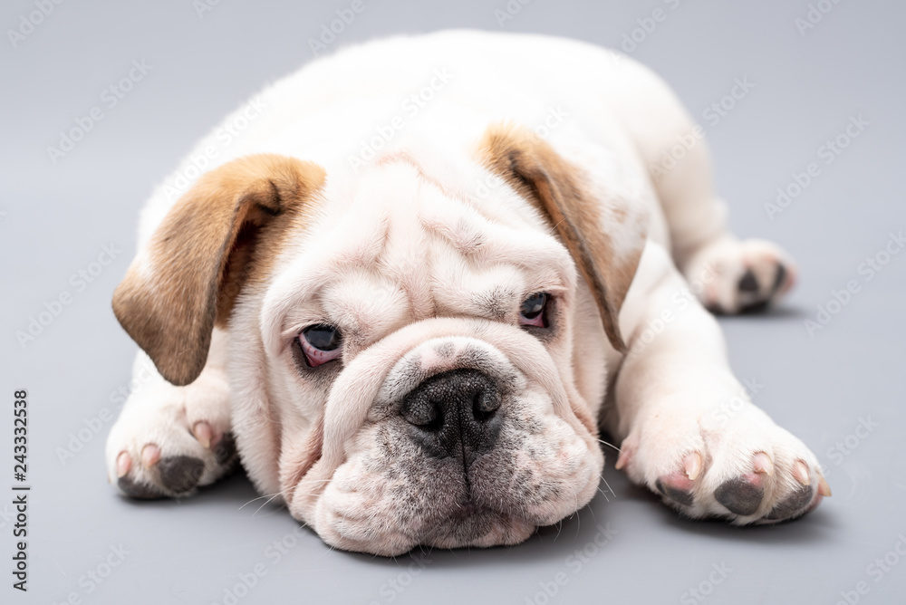  British Bulldog Puppy Photoshoot