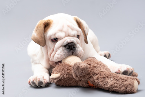  British Bulldog Puppy chewing his toy