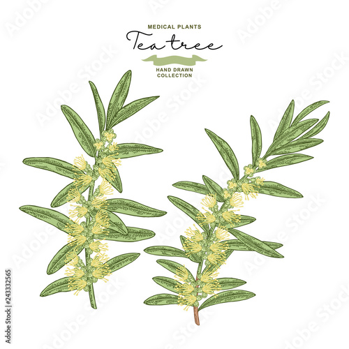 Hand drawn tea tree branches with flowers isolated on white background. Melaleuca plant. Vector botanical illustration.