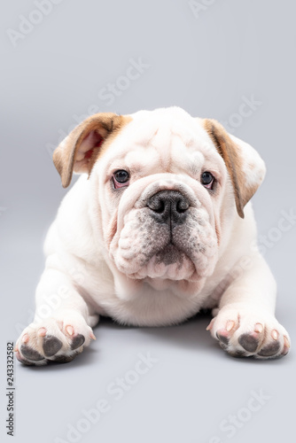  British Bulldog Puppy Photoshoot