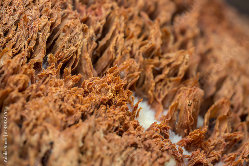 Closeup of brown fungi