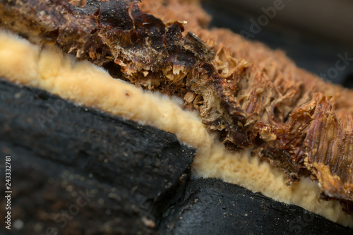 Closeup pf fungi growing on burnt wood