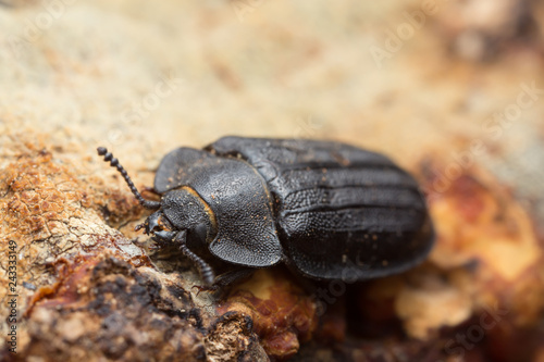 Macro photo of Peltis grossa on polypore. photo