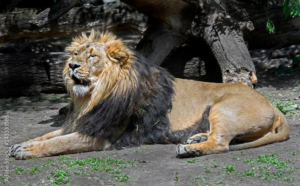 Naklejka premium Samiec lwa azjatyckiego. Nazwa łacińska - Panthera leo persica