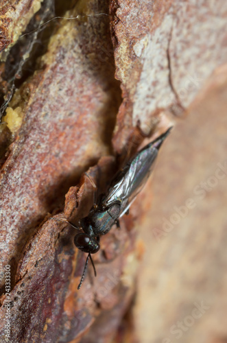 Pteromalidae wasp on pine bark photographed with high magnification