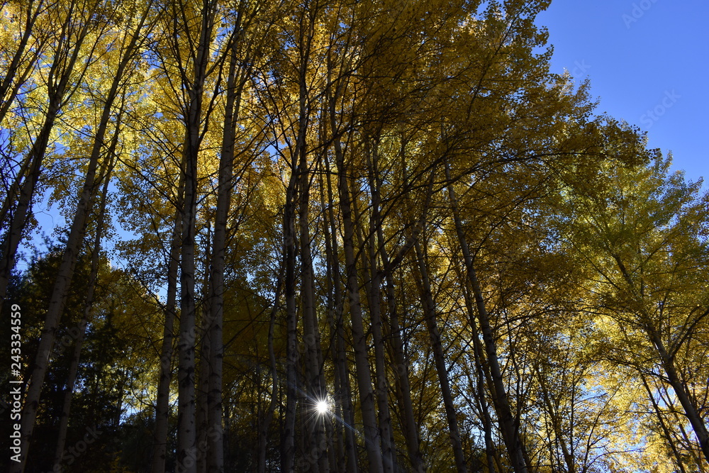 Obraz premium couleur d'automne