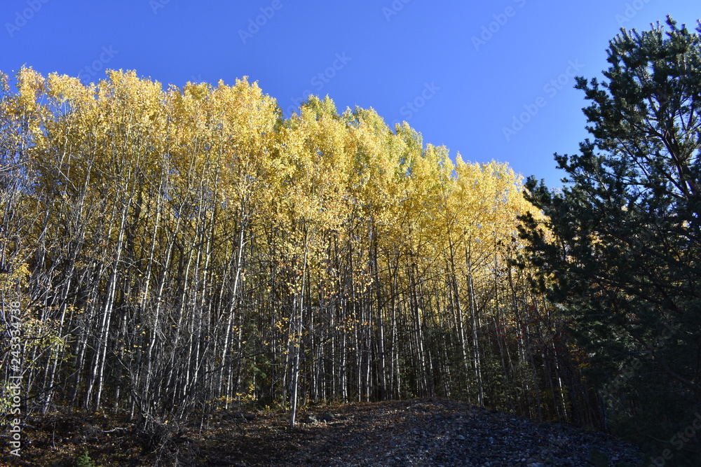 Fototapeta premium couleur d'automne