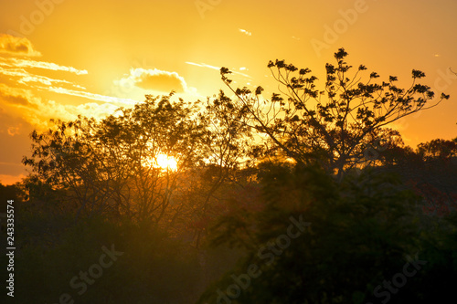 Vegetation of the Brazilian northeast semi-arid illuminated with the warm colors of the sunset in Limoeiro, Pernambuco state, Brazil. photo