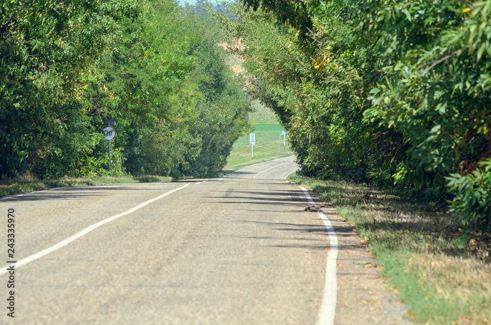 Obraz premium road forest