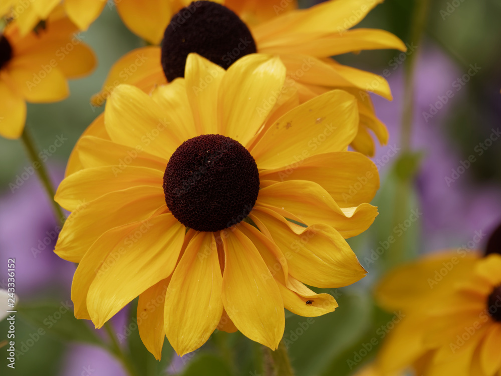 Rudbeckia hirta Gros plan fleur de Rudbeckie hérissé ou rudbeckie