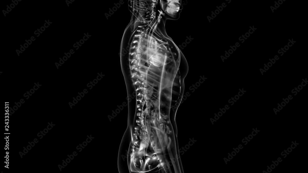backbone. backache. science anatomy scan of human spine bones glowing backbone. backache. science anatomy scan of human spine bones glowing