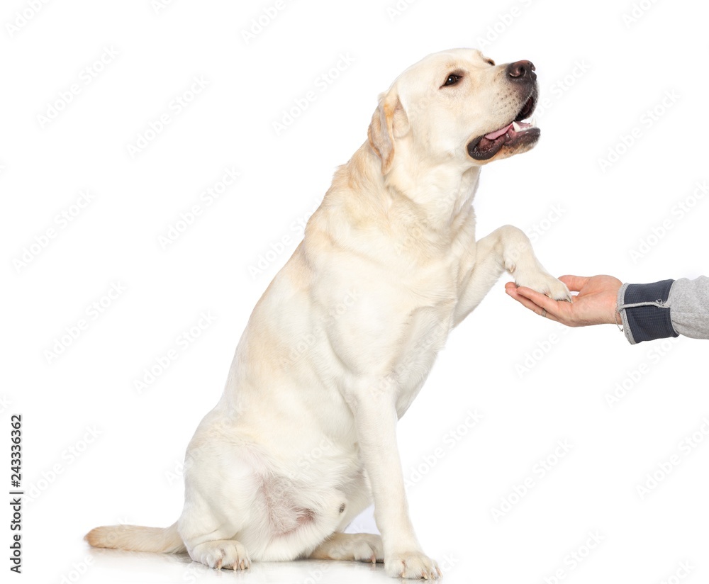 Labrador retriever Dog on Isolated White Background in studio Labrador retriever Dog on Isolated White Background in studio