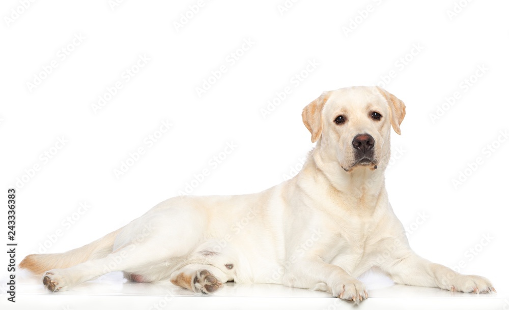 Labrador retriever Dog on Isolated White Background in studio Labrador retriever Dog on Isolated White Background in studio