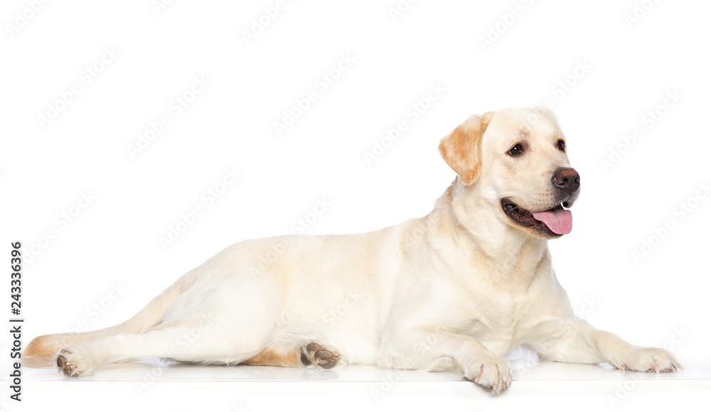 Labrador retriever Dog on Isolated White Background in studio Labrador retriever Dog on Isolated White Background in studio