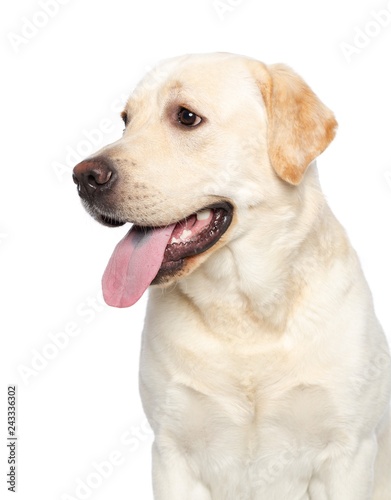 Labrador retriever Dog on Isolated White Background in studio