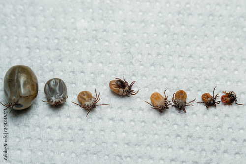Multiple tick with different sizes on white surface