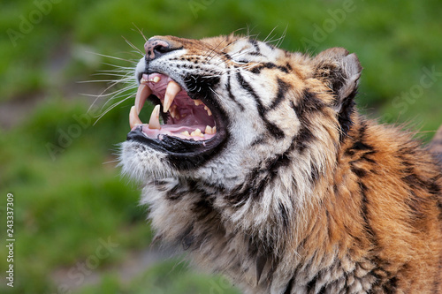 Grommende Bengaalse tijger. photo