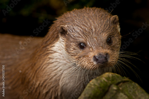 European otter with drops.